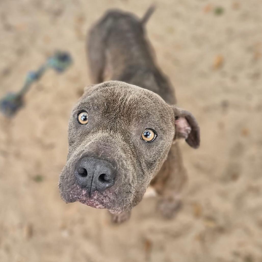 Greyson, a Adoptable Mixed Breed in Sarasota, FL image 5/5