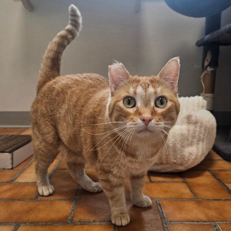 Enlarge Frankie, a Adoptable Domestic Short Hair in Yankton, SD image 1/5