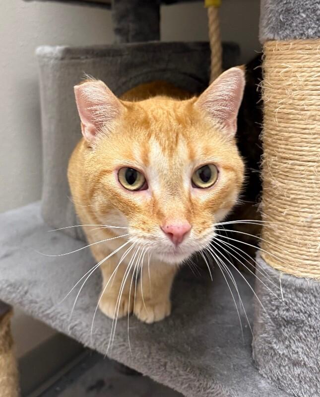 Enlarge Frankie, a Adoptable Domestic Short Hair in Yankton, SD image 2/5
