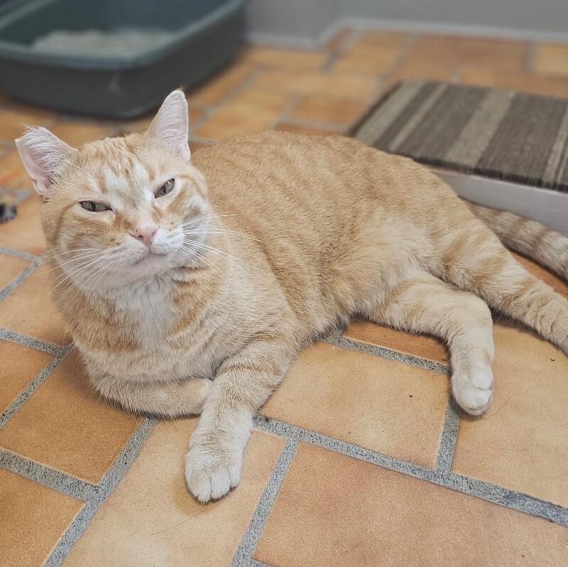 Enlarge Frankie, a Adoptable Domestic Short Hair in Yankton, SD image 3/5