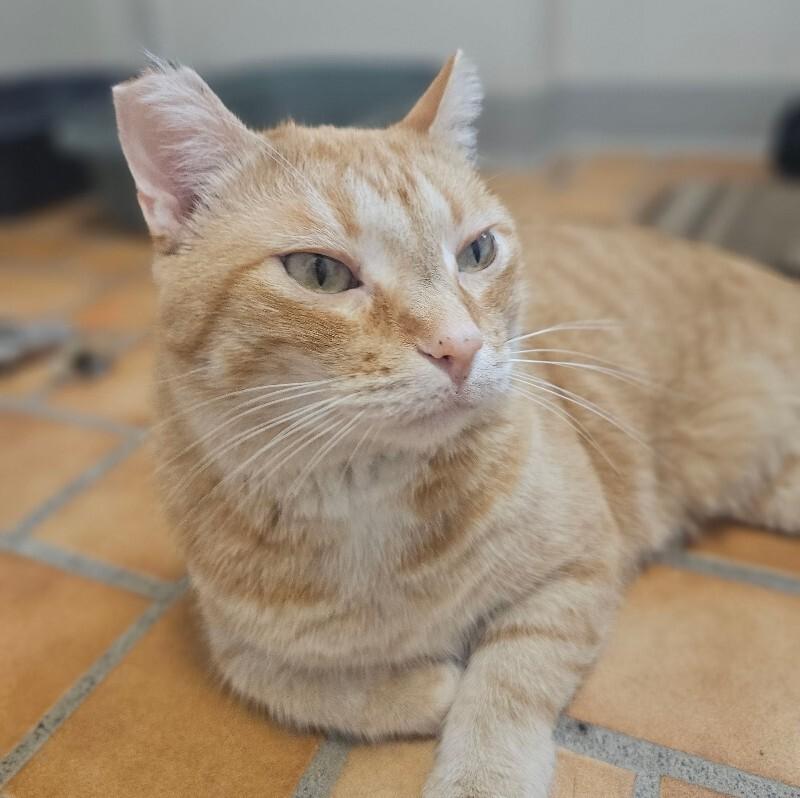 Enlarge Frankie, a Adoptable Domestic Short Hair in Yankton, SD image 4/5