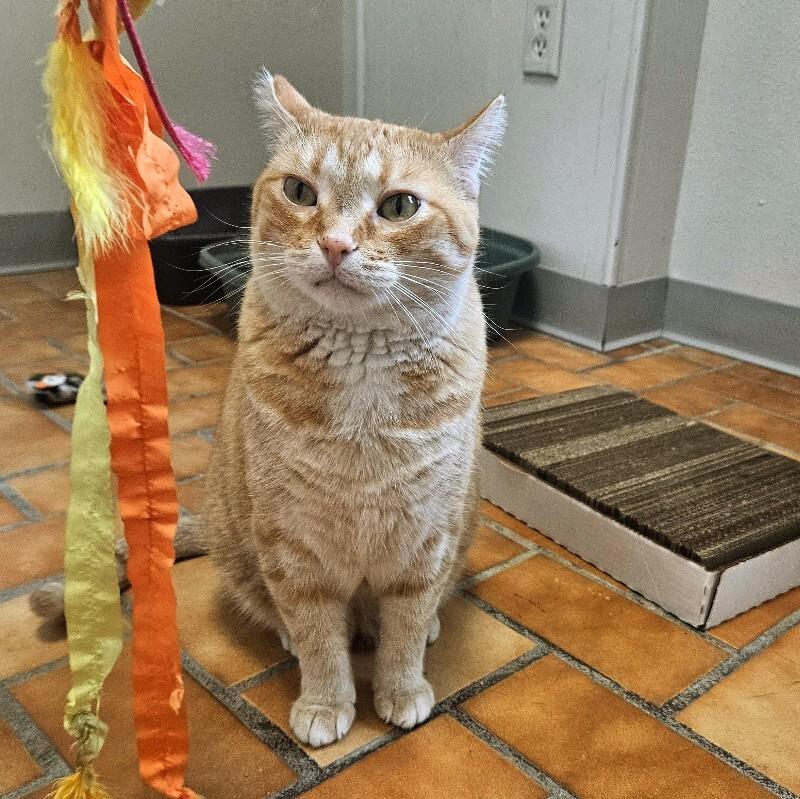 Enlarge Frankie, a Adoptable Domestic Short Hair in Yankton, SD image 5/5