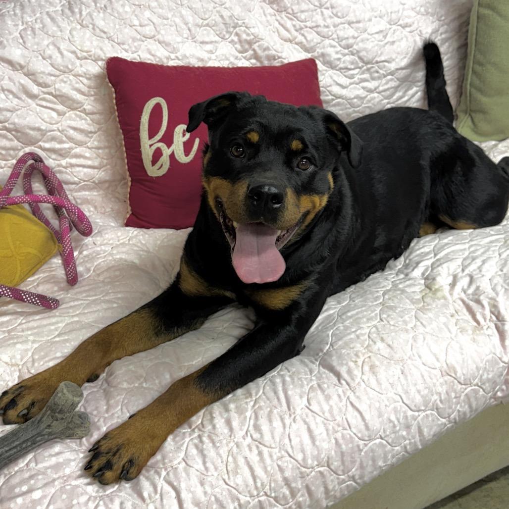 Zoey, Adoptable, Adult Female Rottweiler.