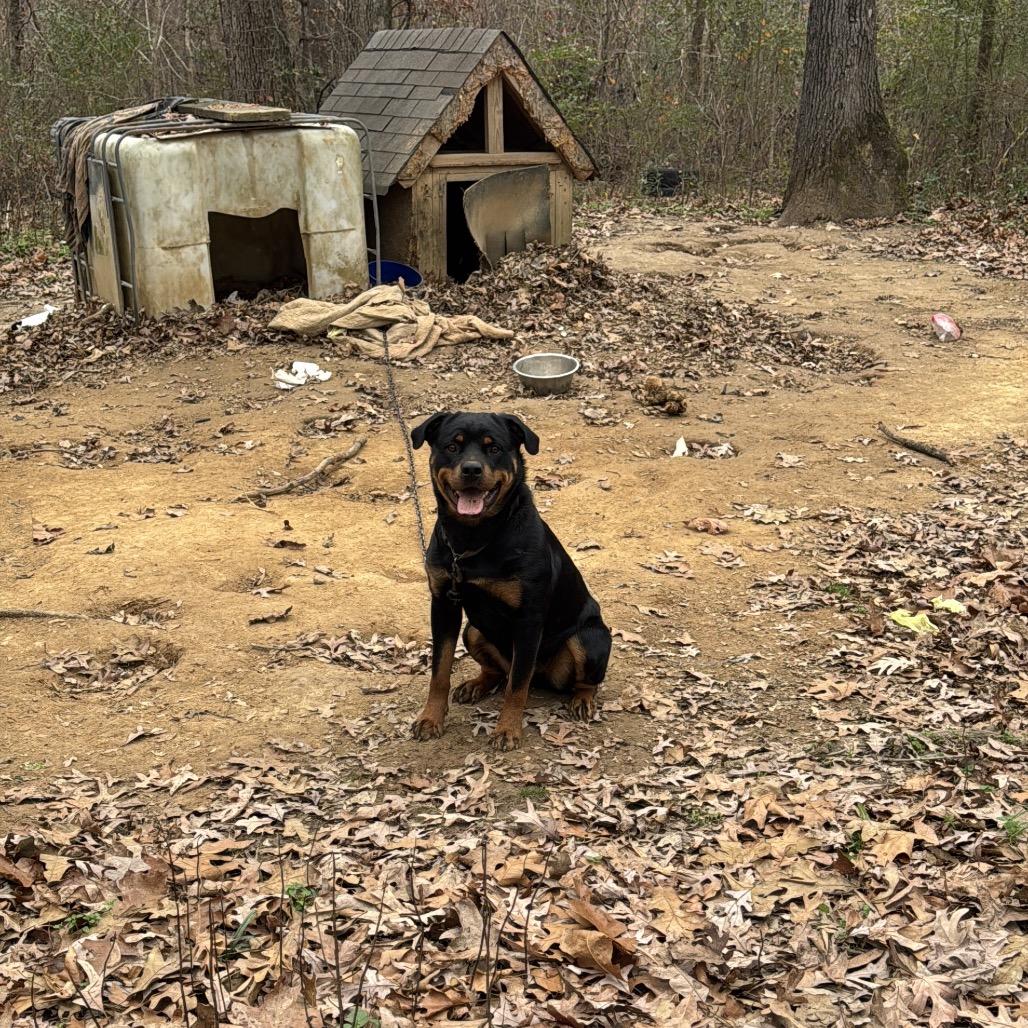 Enlarge Zoey, a Adoptable Rottweiler in Pinson, TN image 2/6