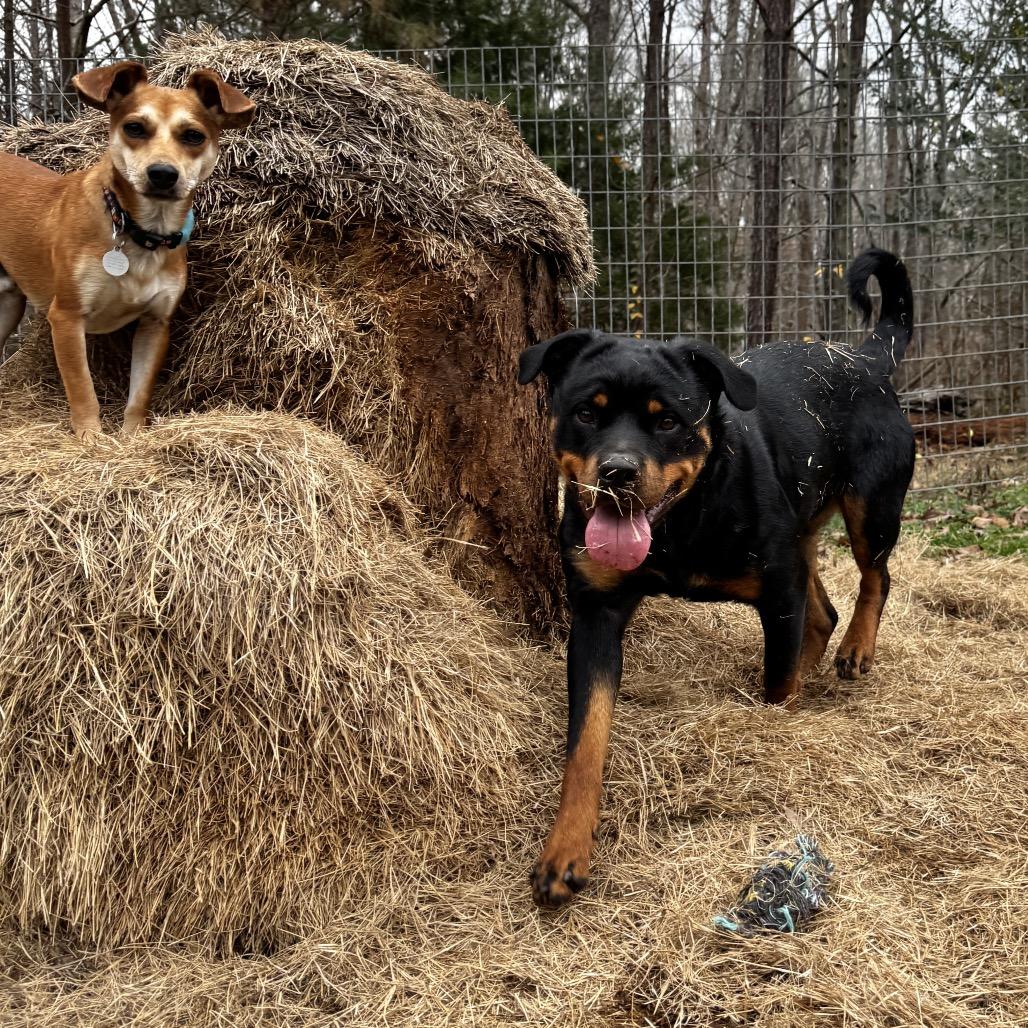 Enlarge Zoey, a Adoptable Rottweiler in Pinson, TN image 3/6
