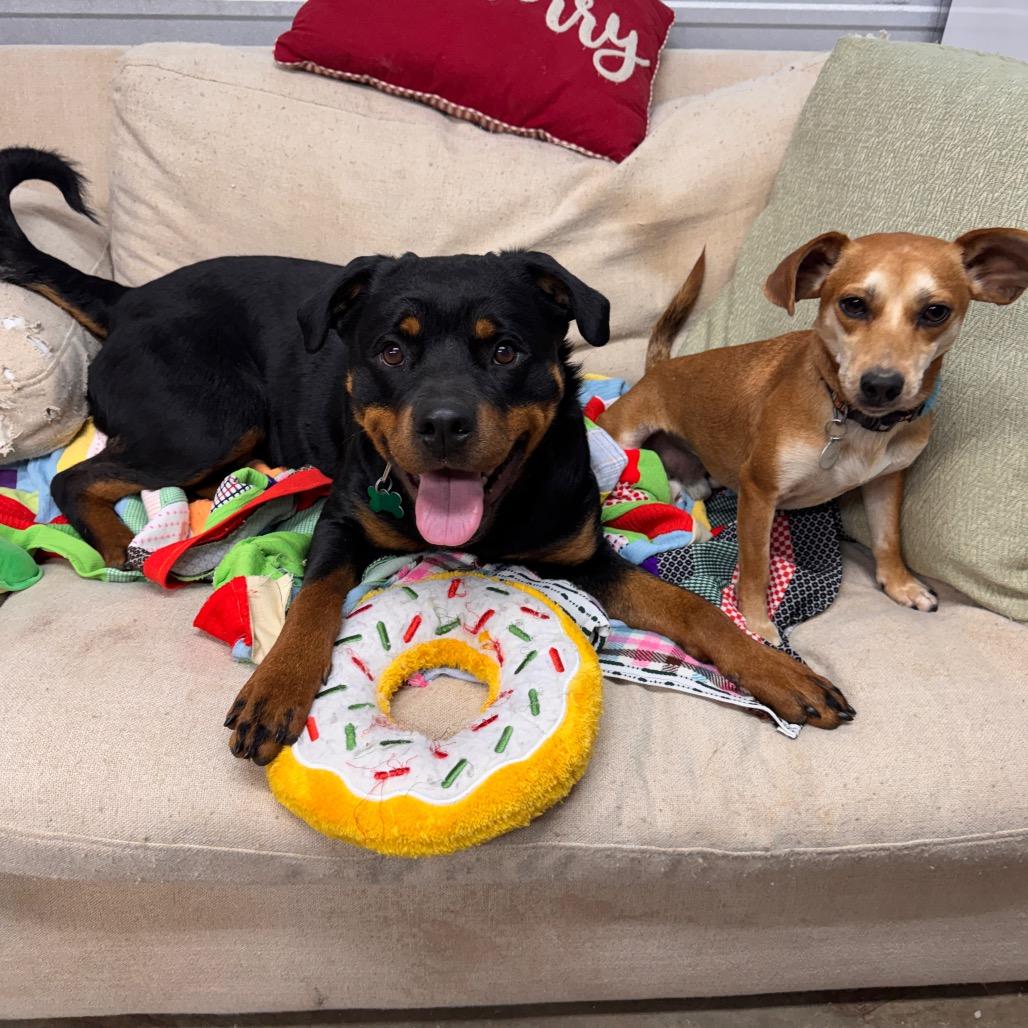 Enlarge Zoey, a Adoptable Rottweiler in Pinson, TN image 4/6