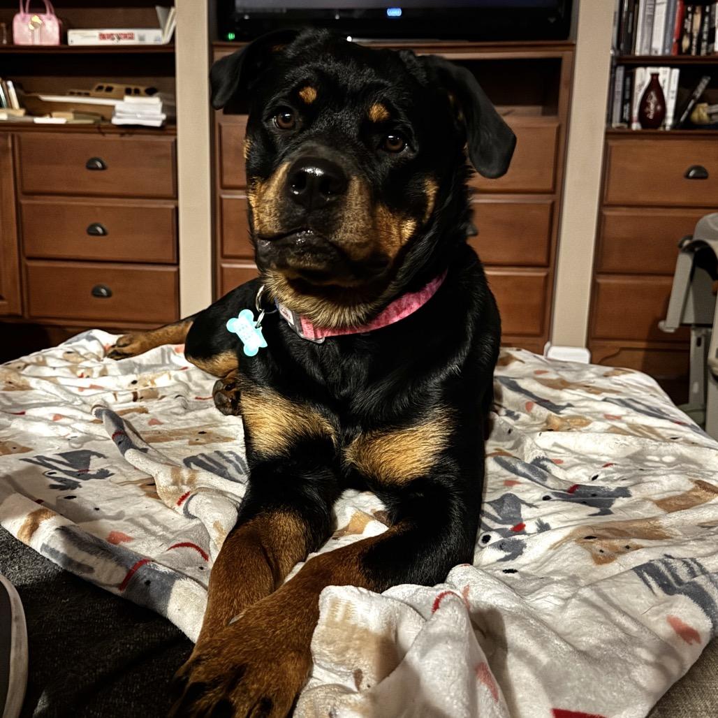 Enlarge Zoey, a Adoptable Rottweiler in Pinson, TN image 5/6