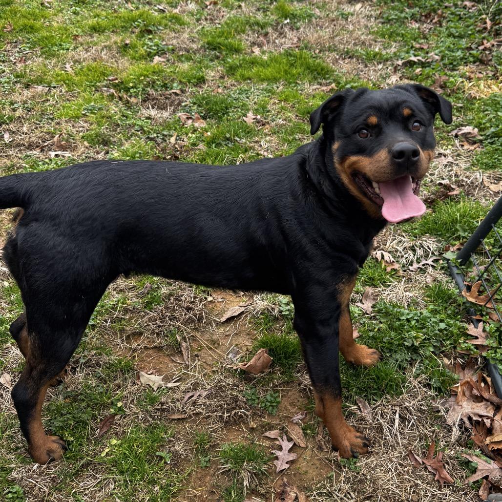Enlarge Zoey, a Adoptable Rottweiler in Pinson, TN image 6/6