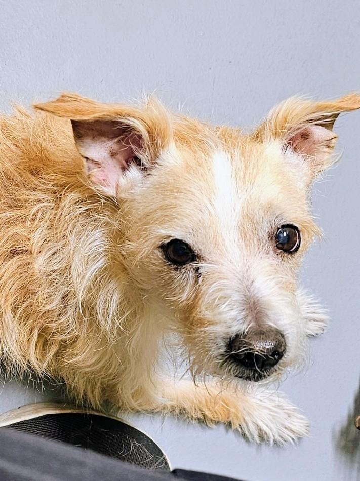 Scrappy, a ADOPTABLE mixed breed in Homer Glen, IL image 1/2