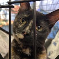 Enlarge Izzy, a Adoptable Domestic Short Hair in Newborn, GA image 1/4