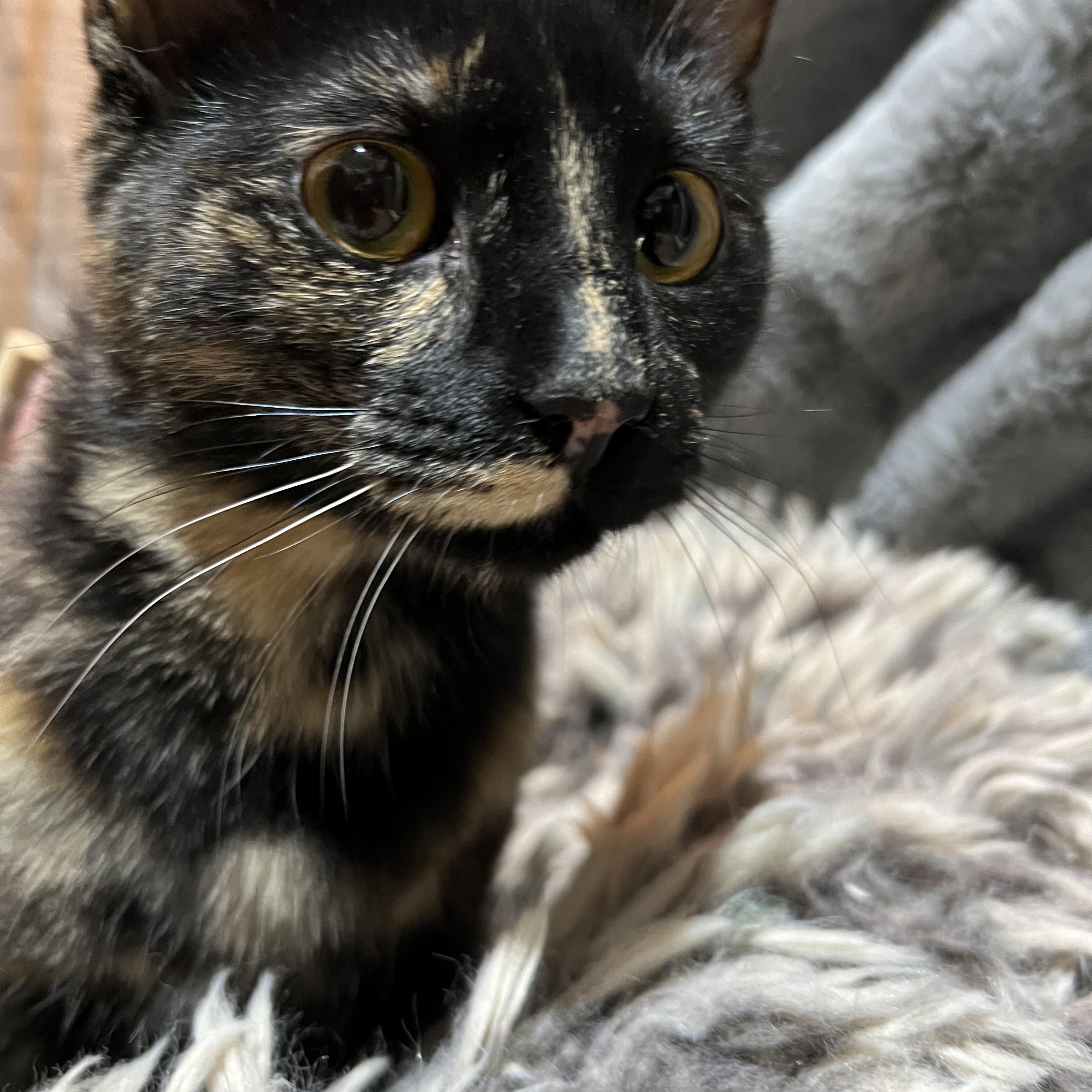 Enlarge Izzy, a Adoptable Domestic Short Hair in Newborn, GA image 4/4