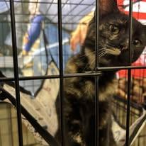 Enlarge Izzy, a Adoptable Domestic Short Hair in Newborn, GA image 3/4