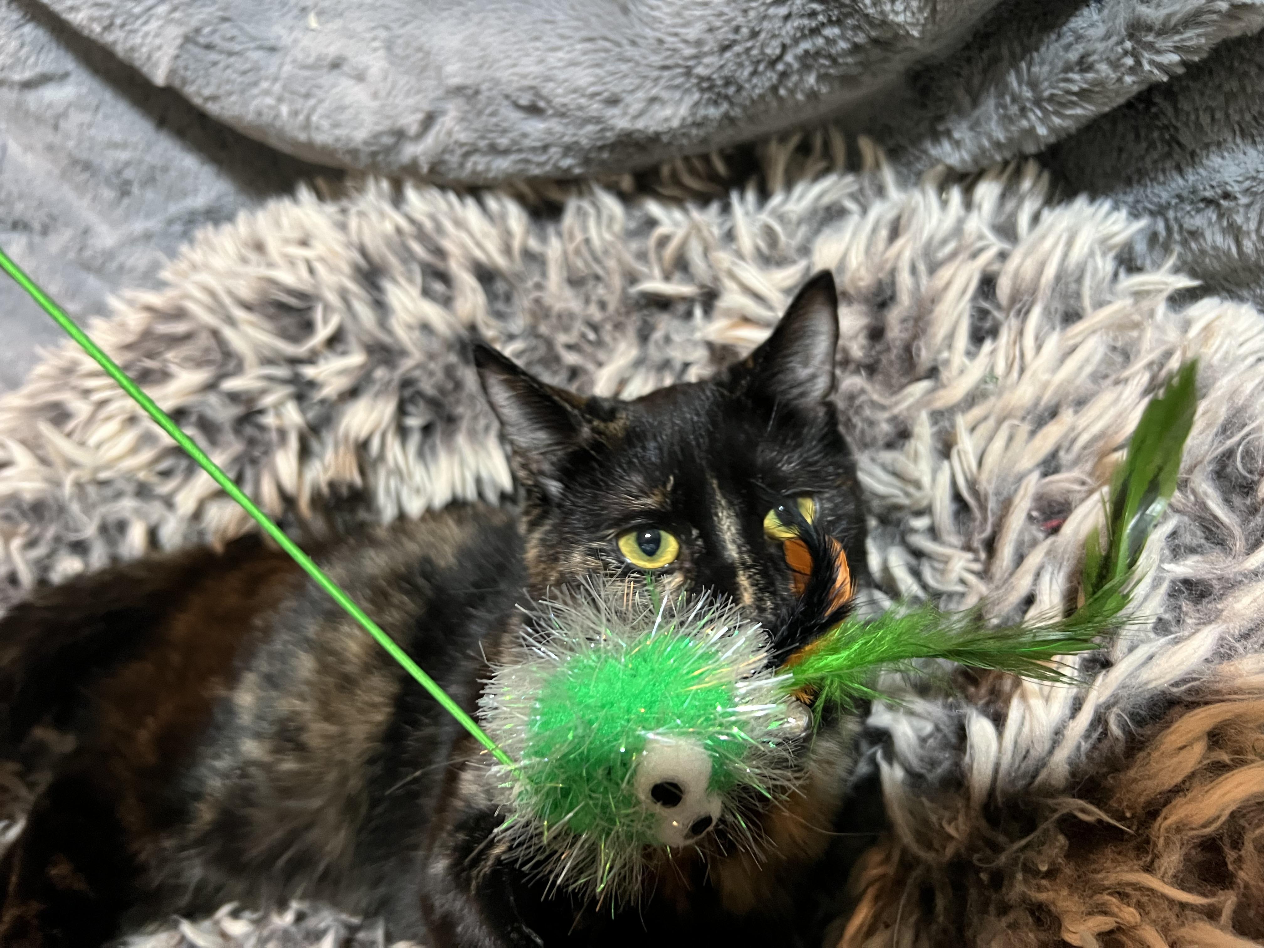 Enlarge Izzy, a Adoptable Domestic Short Hair in Newborn, GA image 1/4