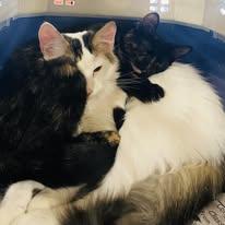 Enlarge Izzy, a Adoptable Domestic Short Hair in Newborn, GA image 2/4