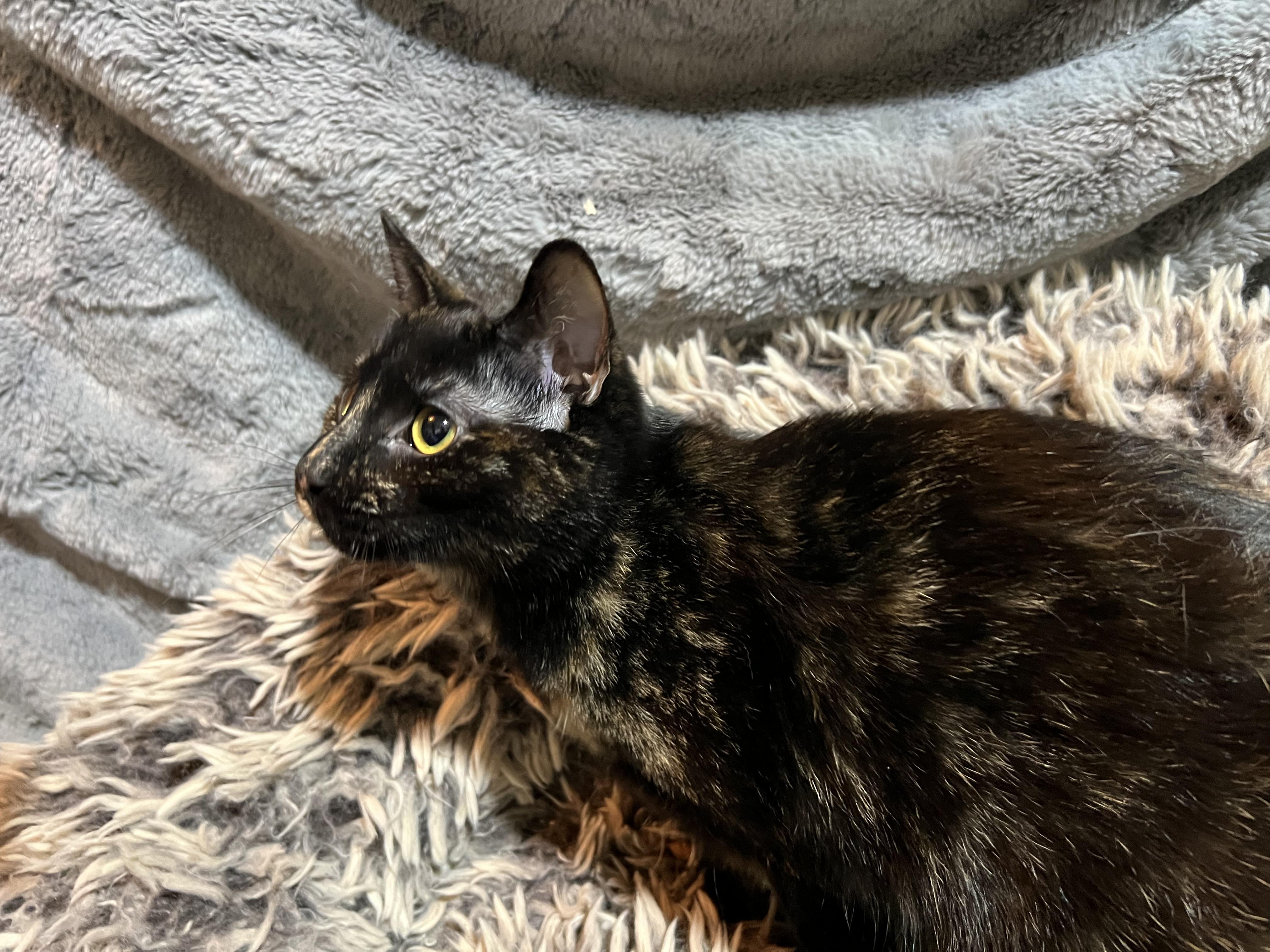 Enlarge Izzy, a Adoptable Domestic Short Hair in Newborn, GA image 3/4