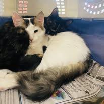 Enlarge Izzy, a Adoptable Domestic Short Hair in Newborn, GA image 4/4