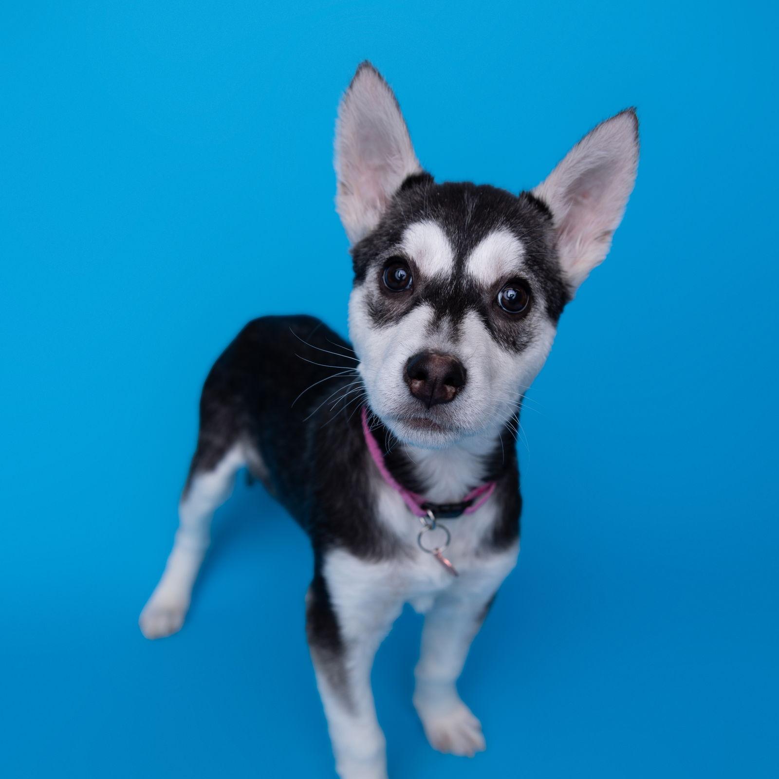 Enlarge Mallory, a Adoptable Husky in Fargo, ND image 1/3