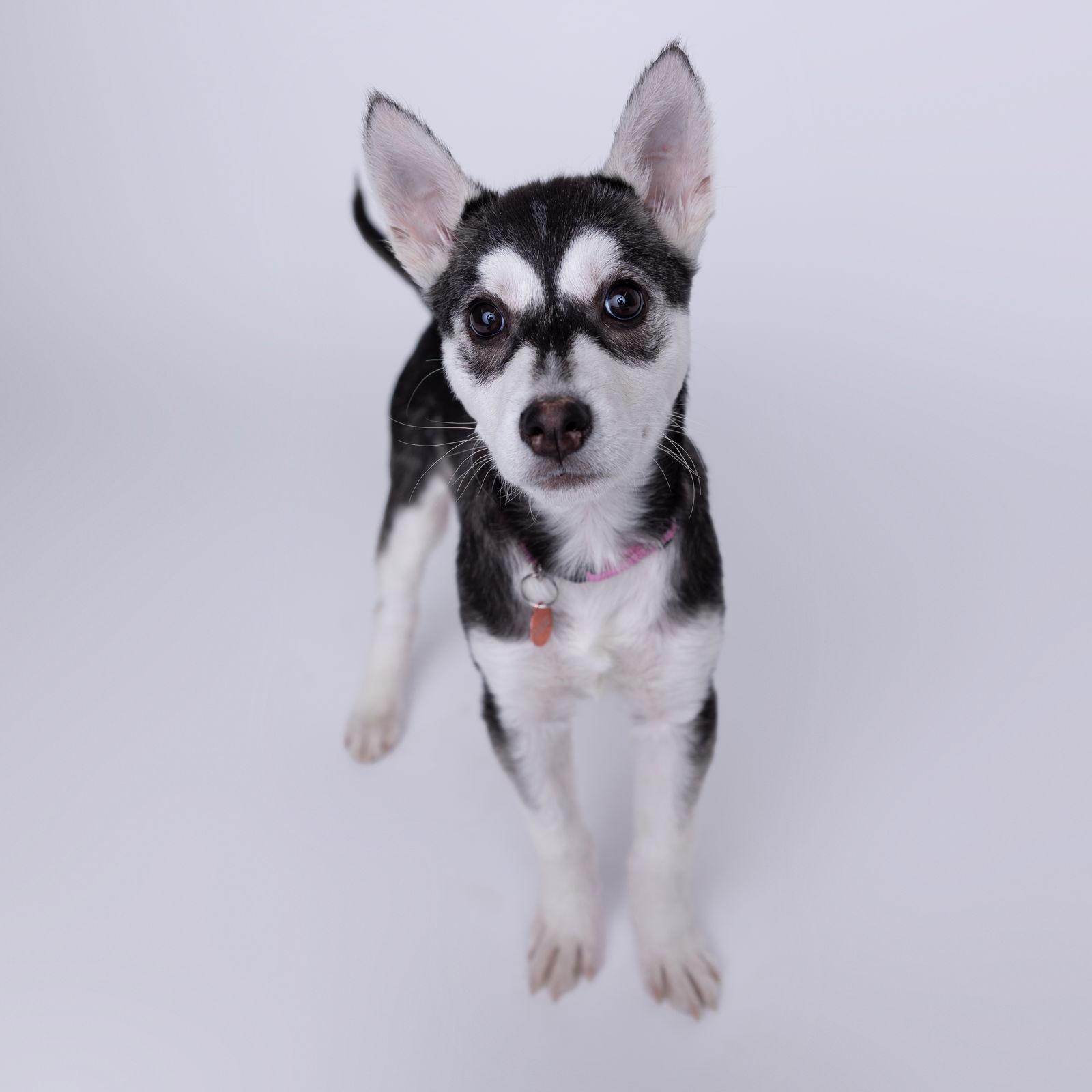 Enlarge Mallory, a Adoptable Husky in Fargo, ND image 3/3