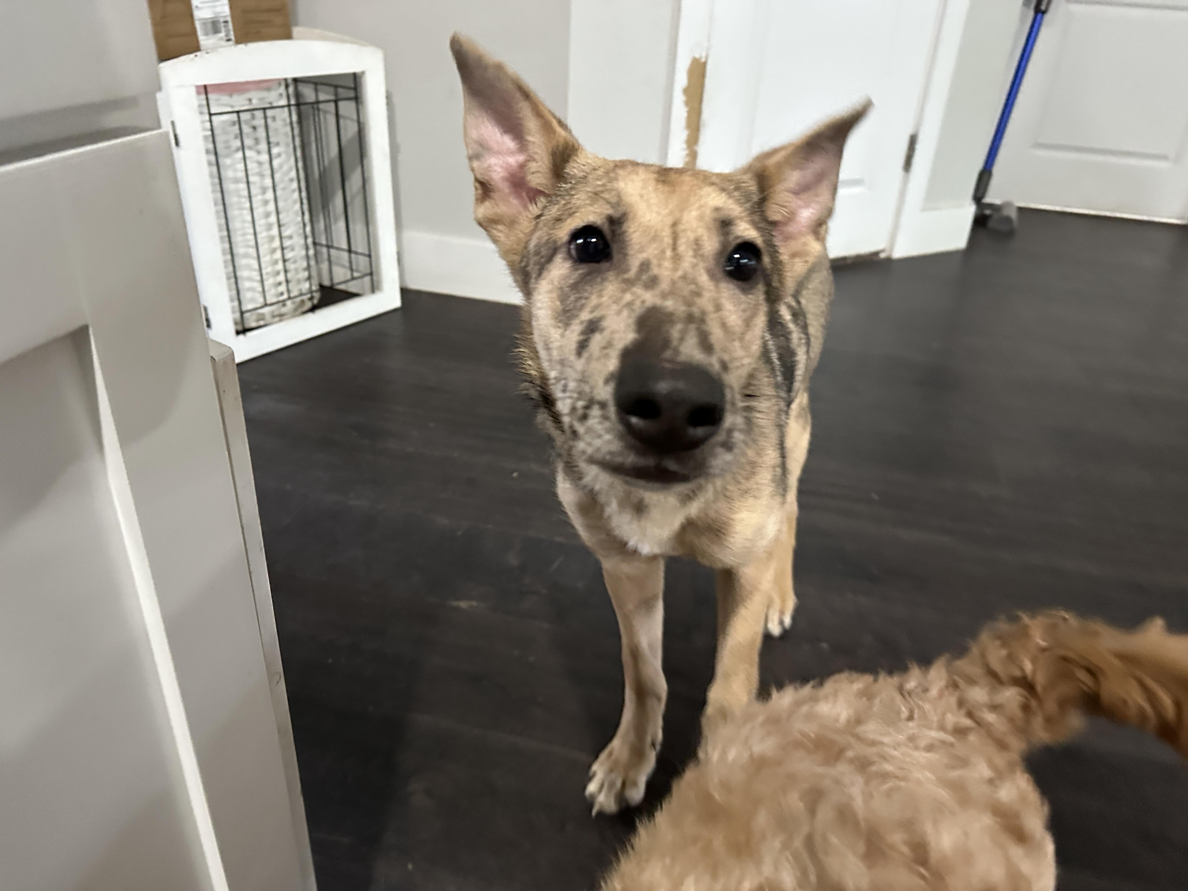 Gaston, a Adoptable mixed breed in Dallas, TX image 1/6