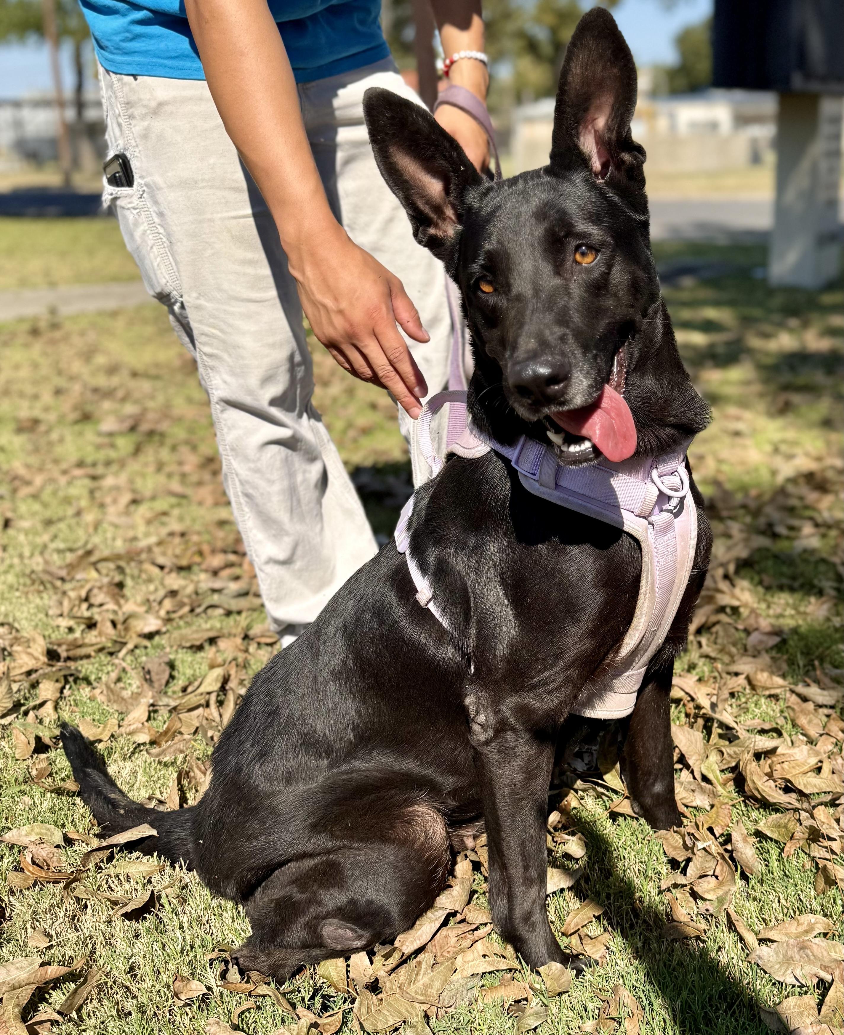 Violet, Adoptable, Adult Female Dutch Shepherd & Lancashire Heeler.
