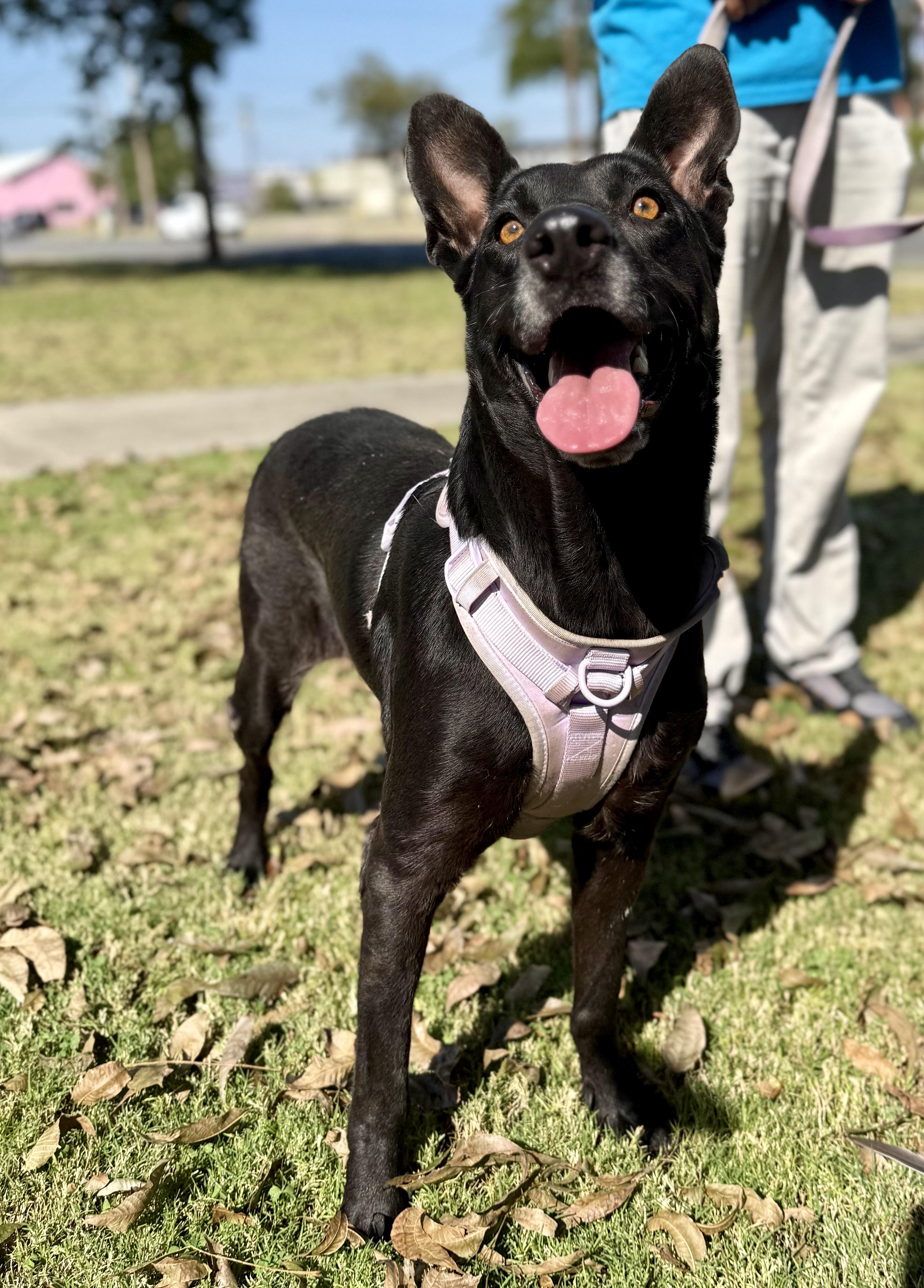 Violet, a Adoptable mixed breed in Uvalde, TX image 2/6