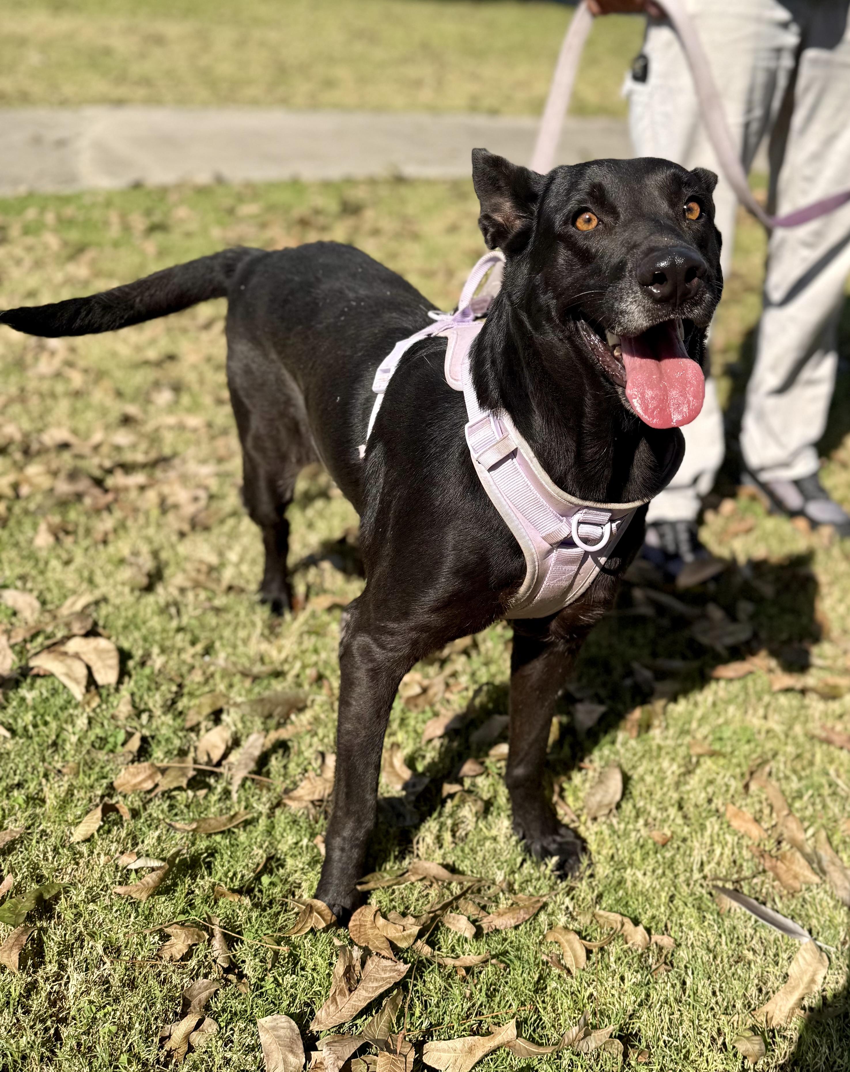 Violet, a Adoptable mixed breed in Uvalde, TX image 3/6