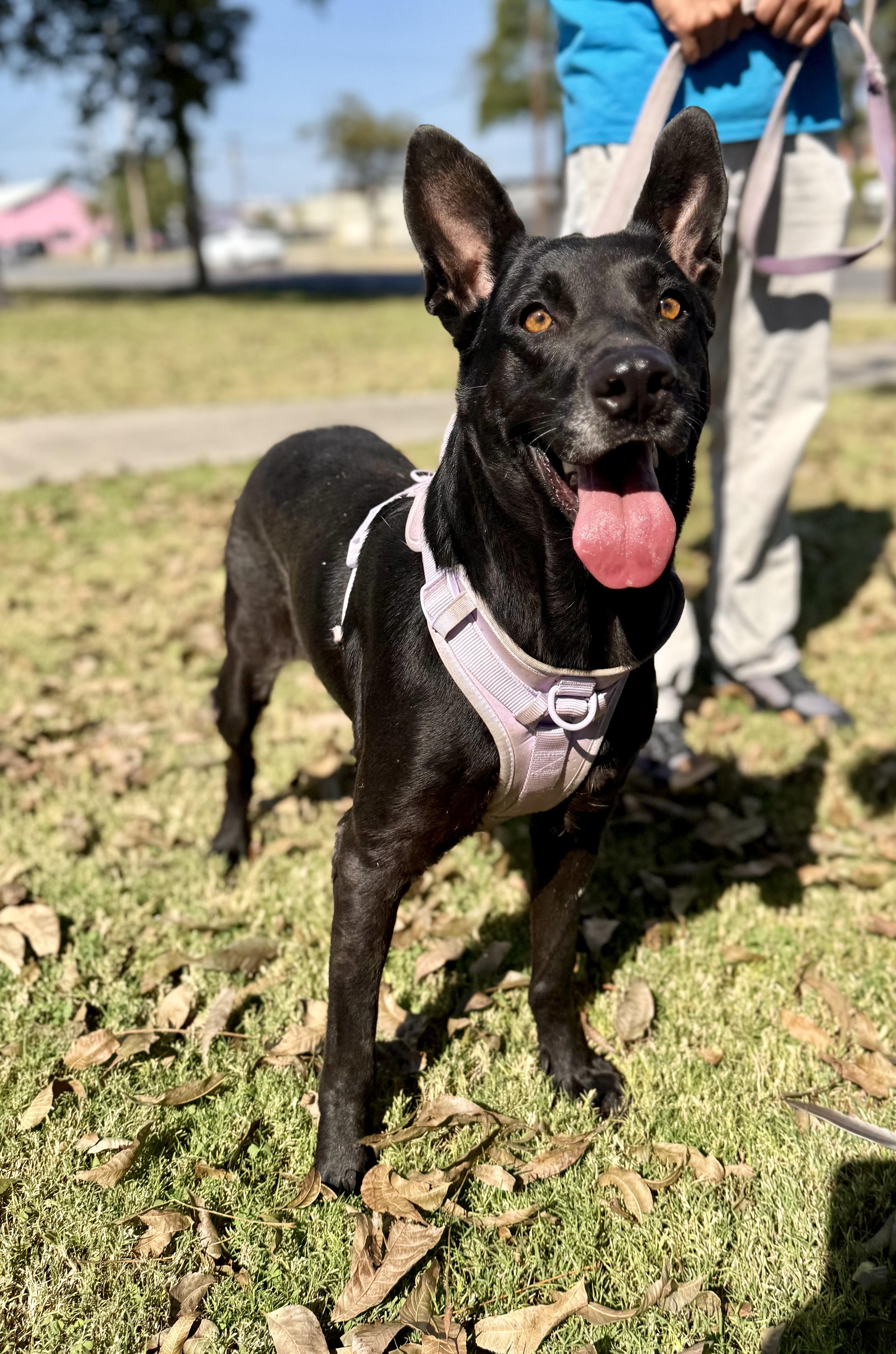 Violet, a Adoptable mixed breed in Uvalde, TX image 4/6
