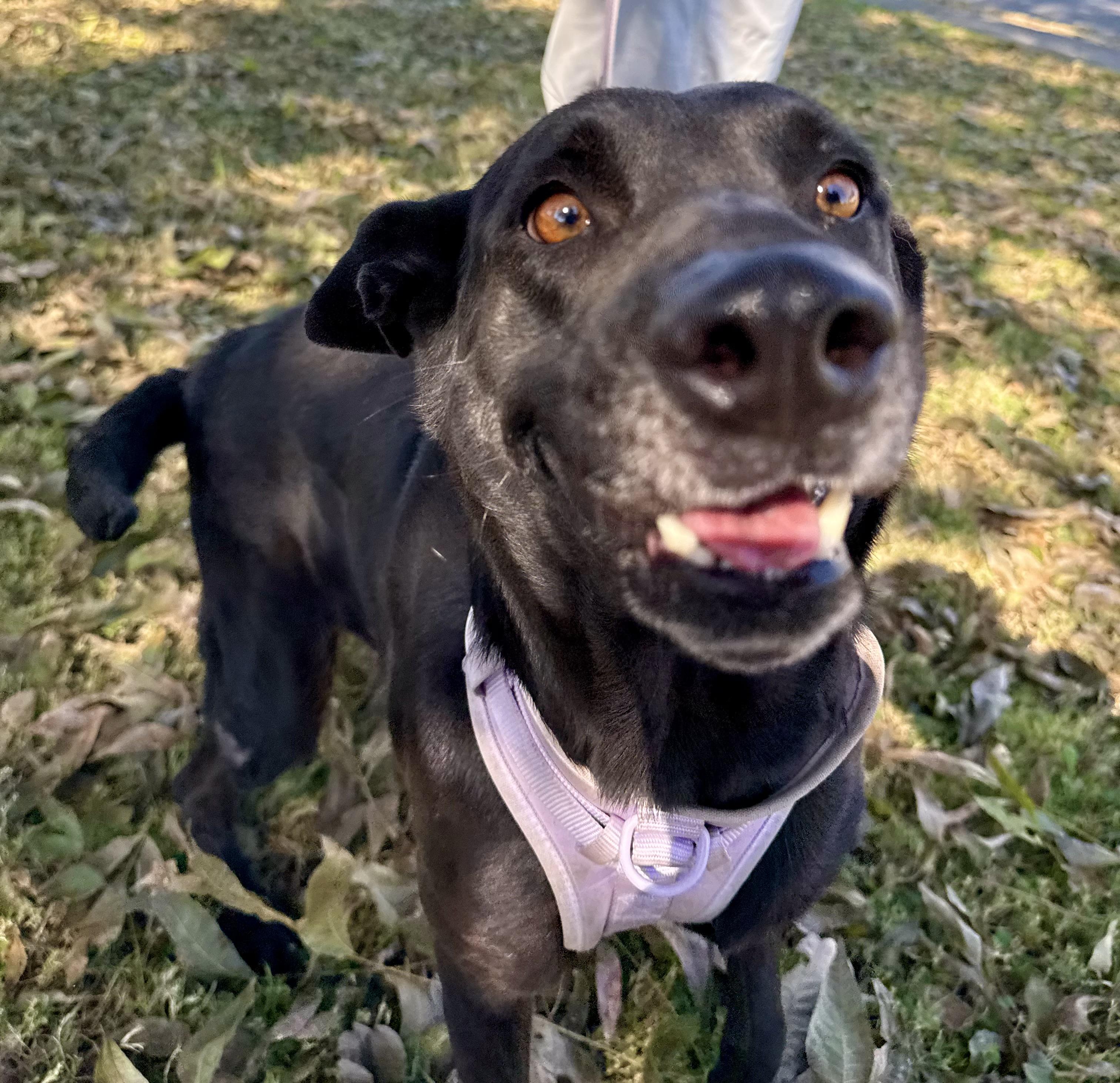 Violet, a Adoptable mixed breed in Uvalde, TX image 5/6