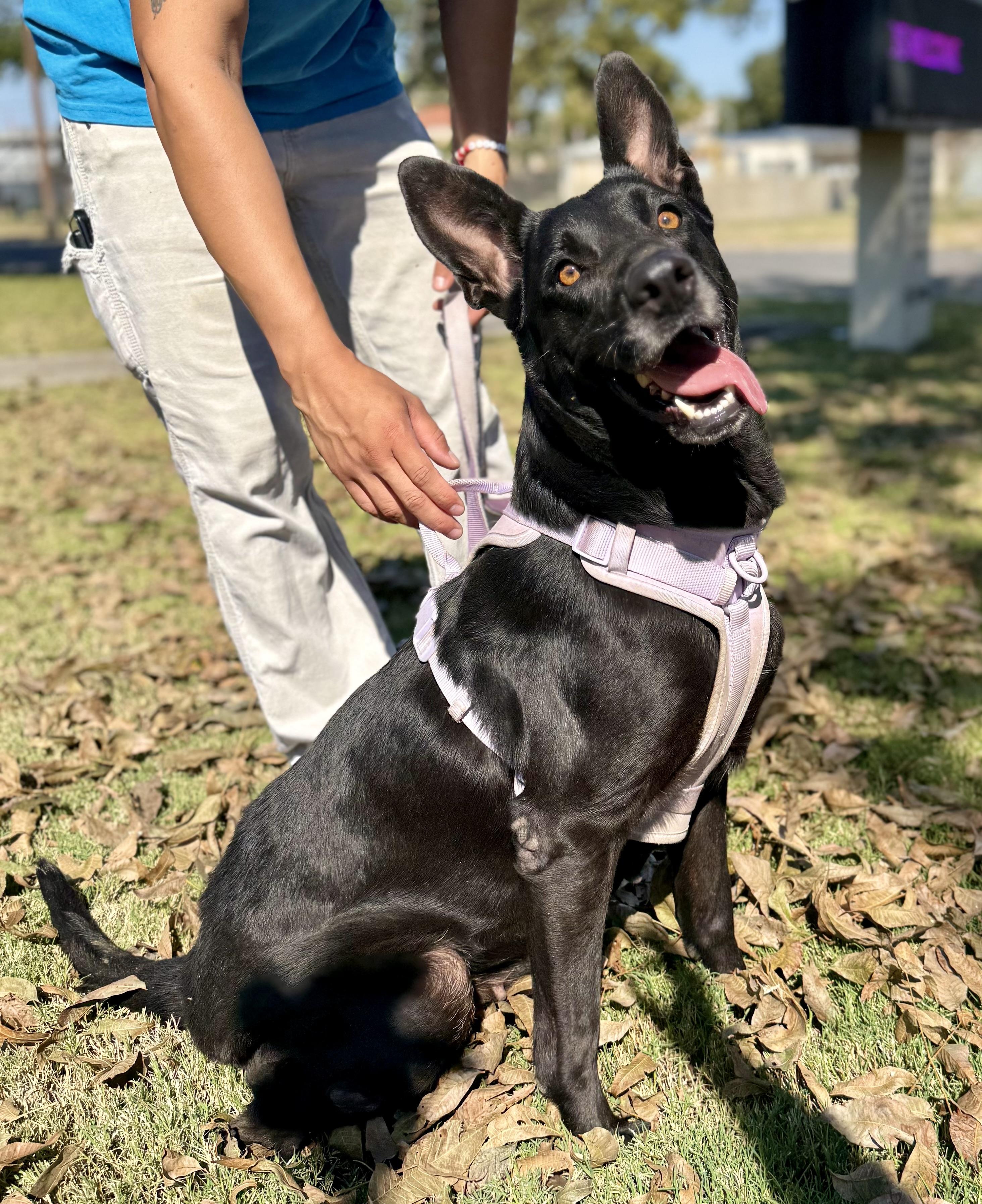 Violet, a Adoptable mixed breed in Uvalde, TX image 6/6