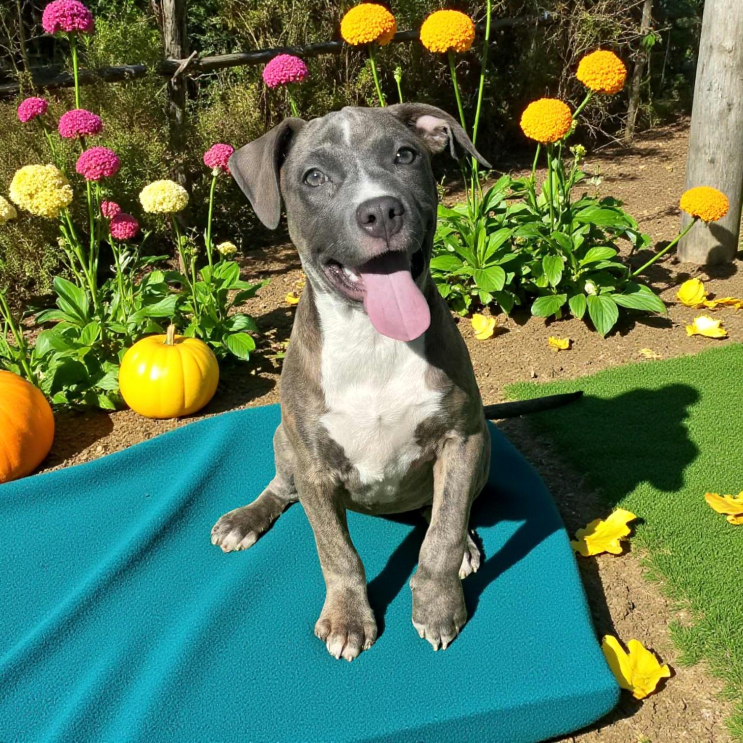 Kimchi