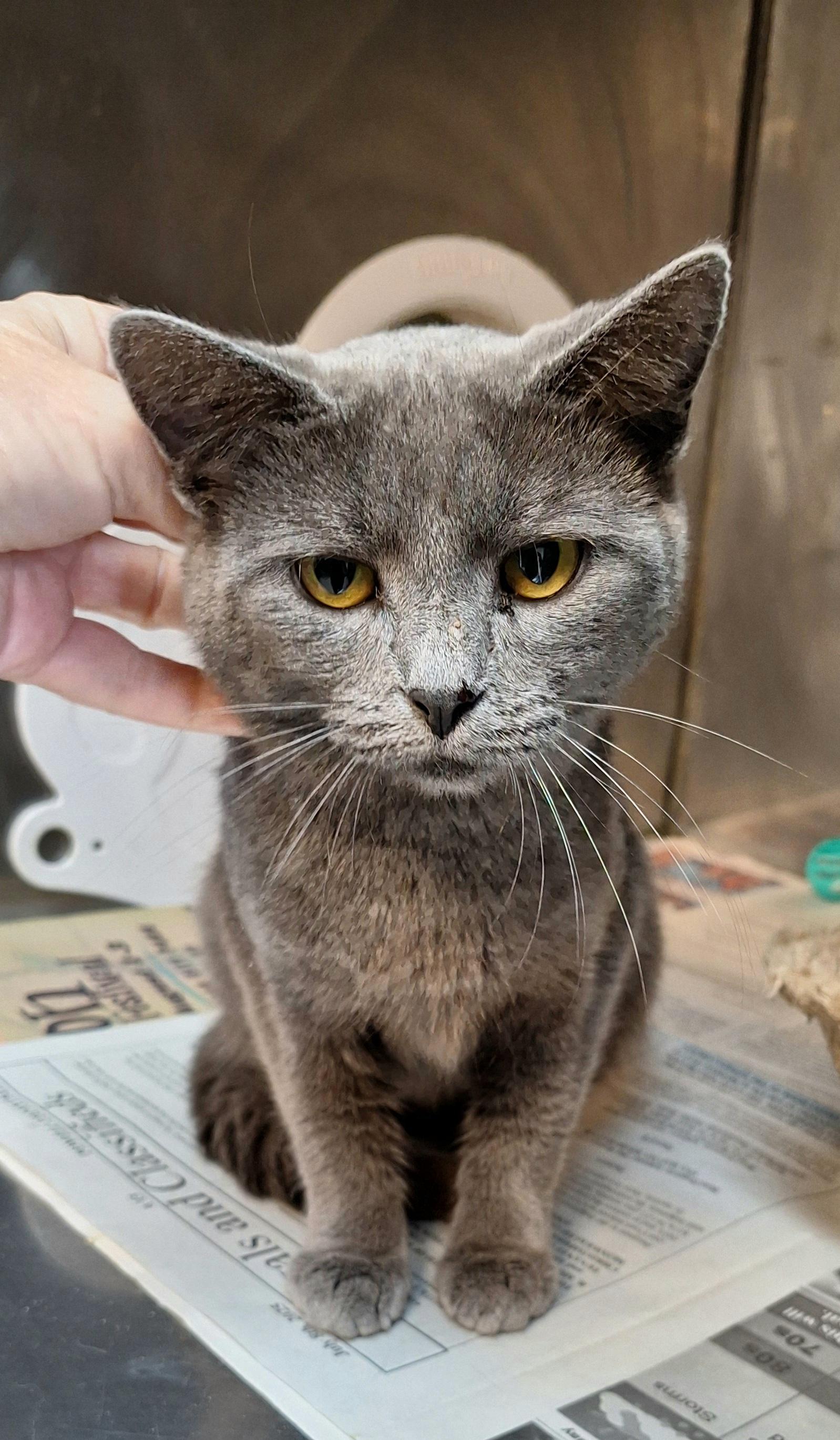 Moon, a Adoptable mixed breed in Stanton, KY image 2/5