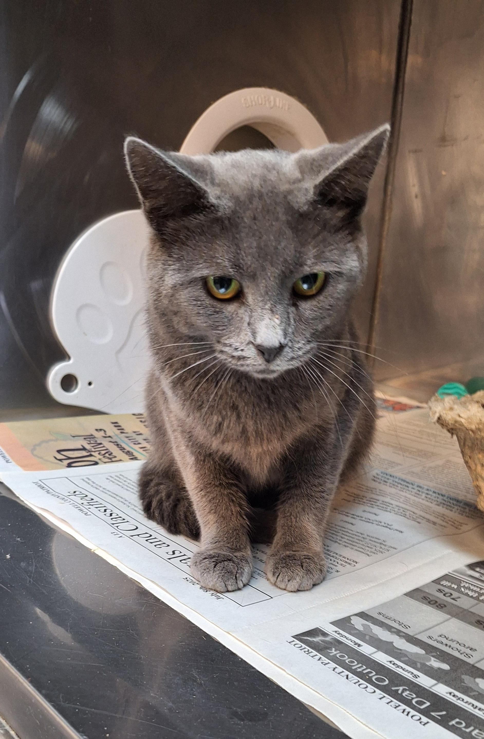 Moon, a Adoptable mixed breed in Stanton, KY image 3/5