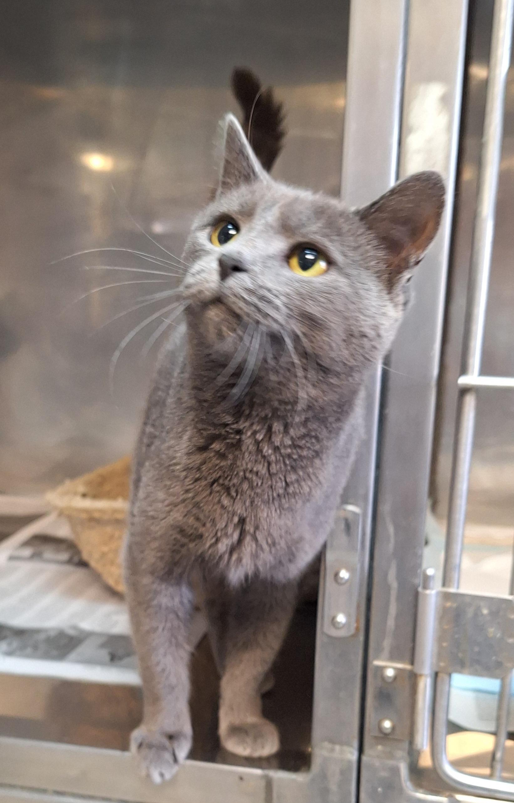 Moon, a Adoptable mixed breed in Stanton, KY image 1/5