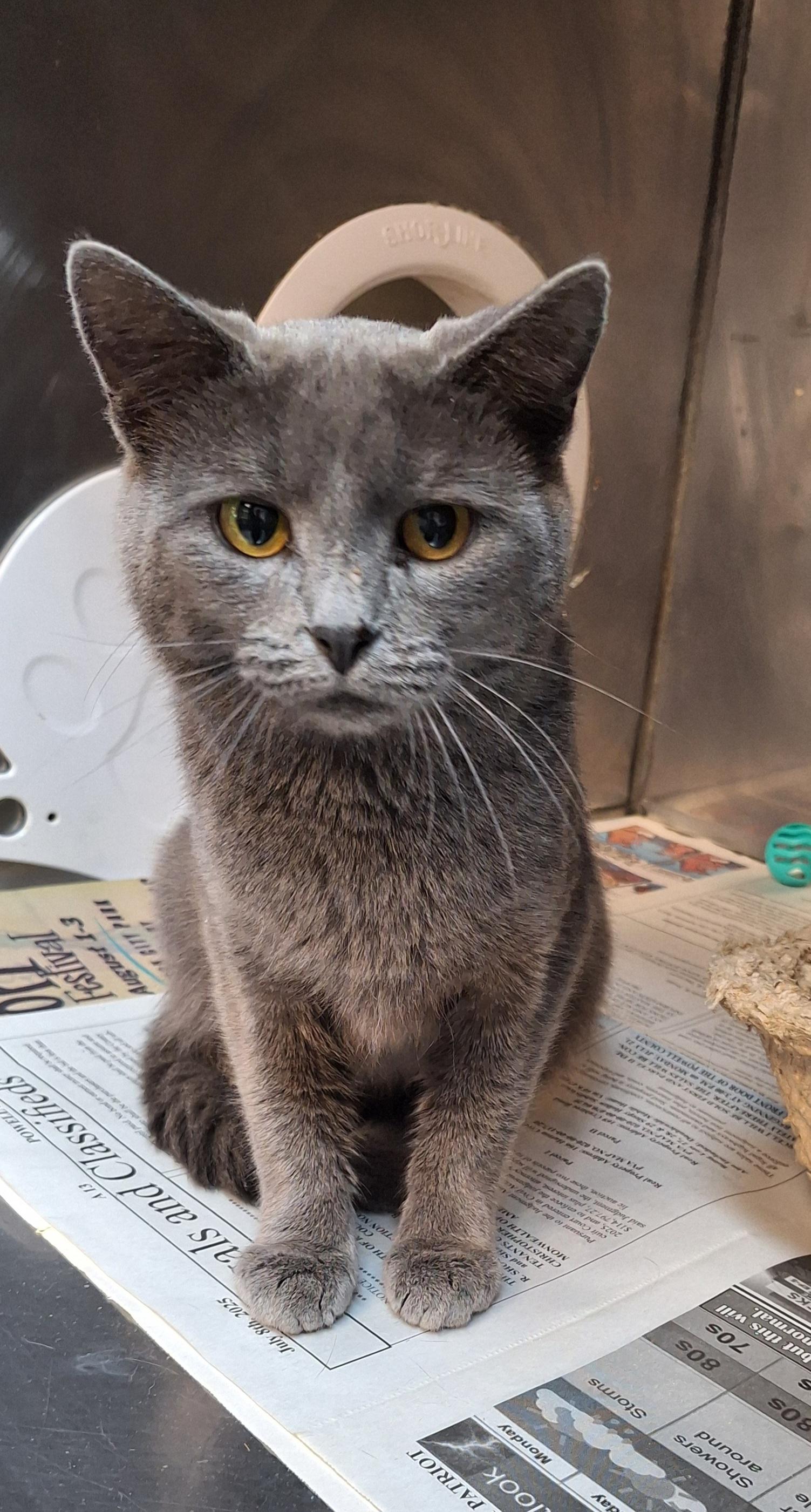 Moon, a Adoptable mixed breed in Stanton, KY image 4/5