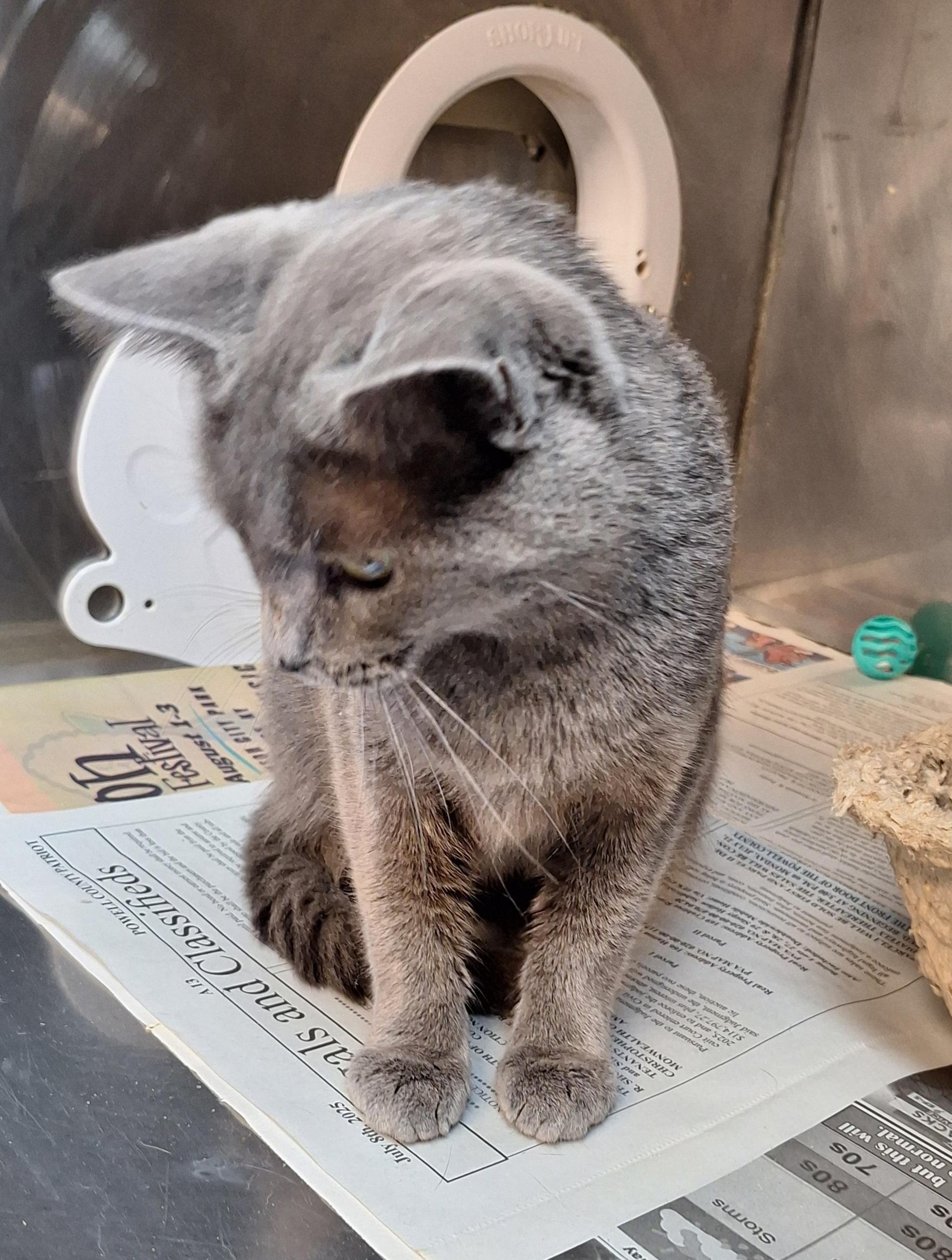 Moon, a Adoptable mixed breed in Stanton, KY image 5/5