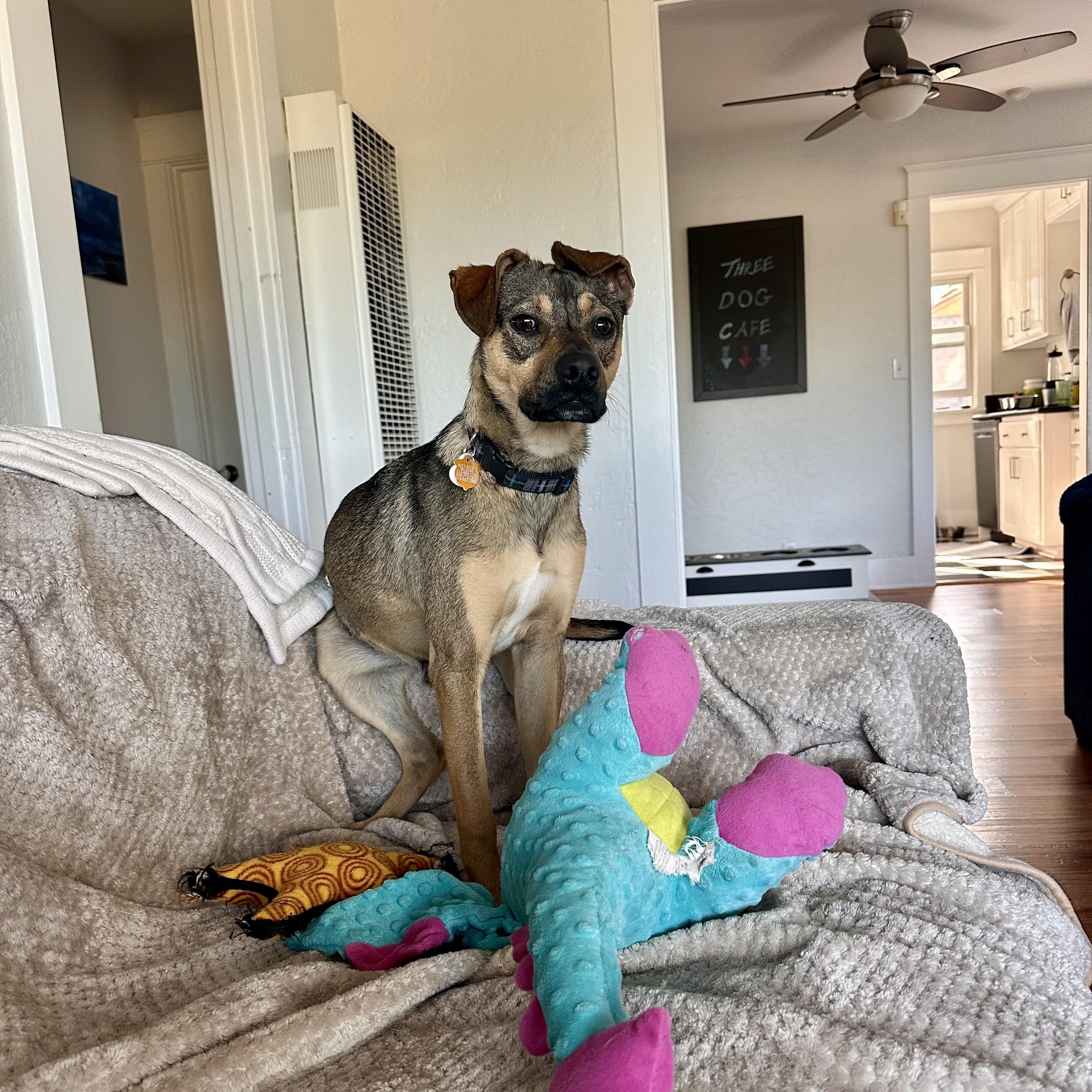 Enlarge Mort, a ADOPTABLE Mixed Breed in Los Angeles, CA image 5/5