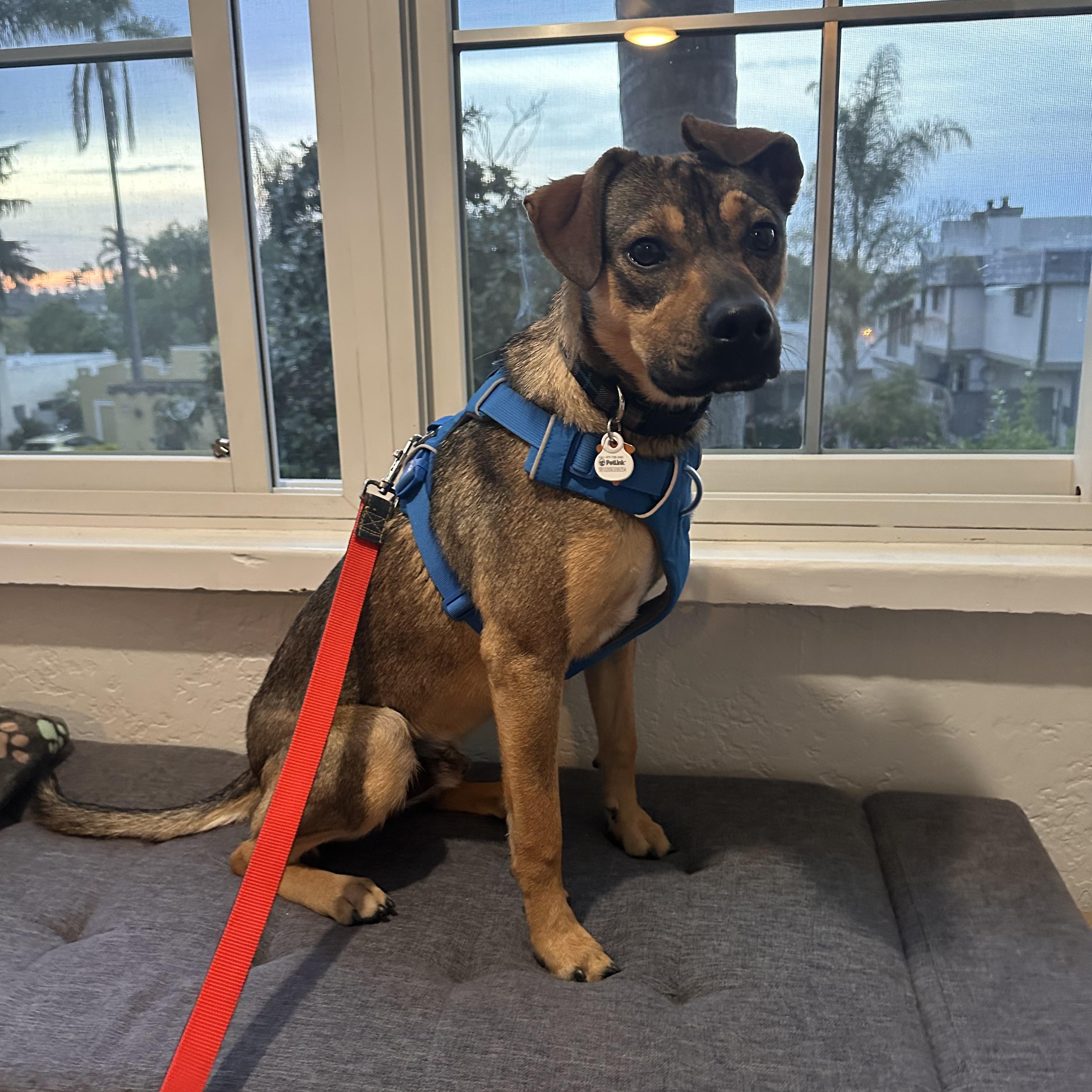 Enlarge Mort, a ADOPTABLE Mixed Breed in Los Angeles, CA image 3/5