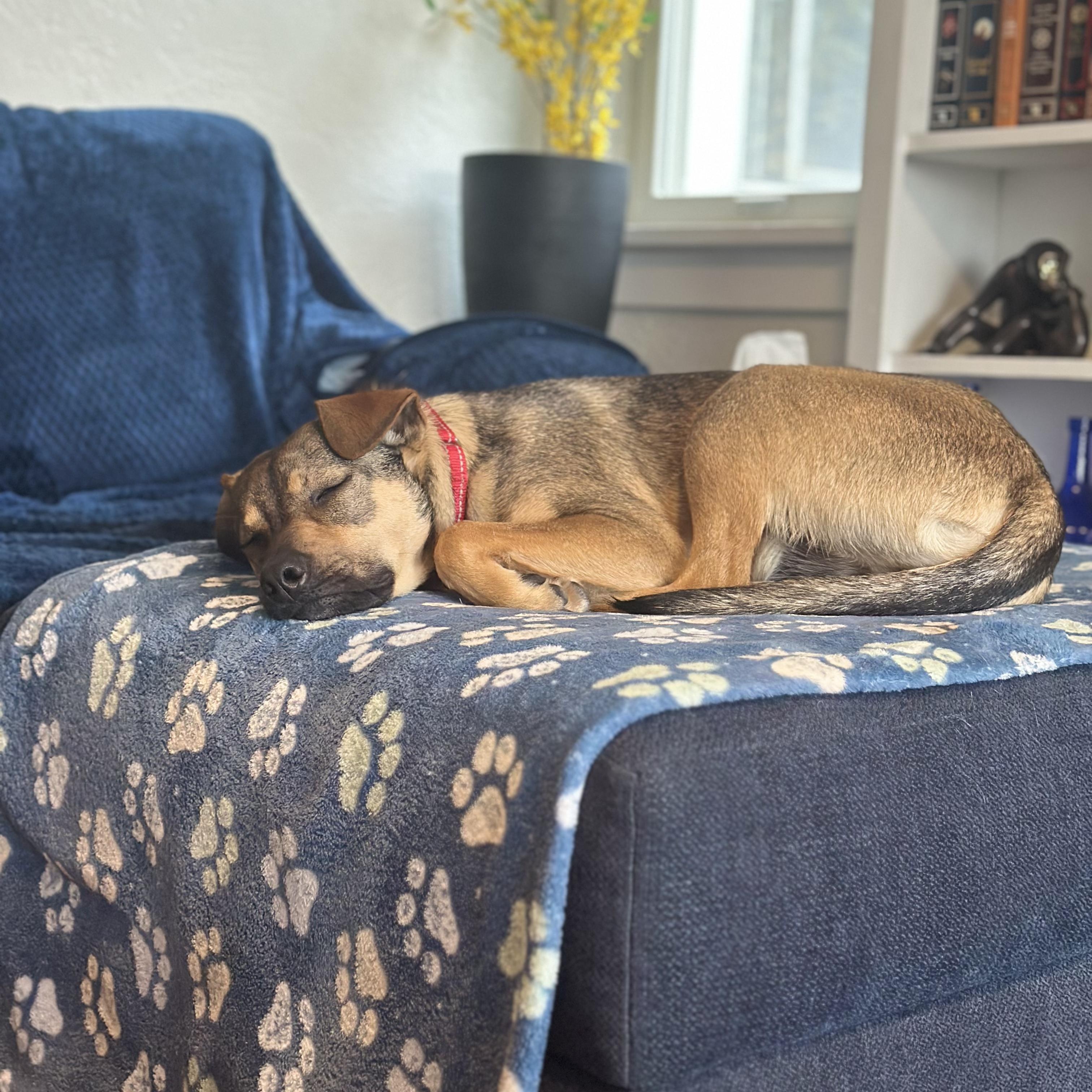 Enlarge Mort, a ADOPTABLE Mixed Breed in Los Angeles, CA image 2/5