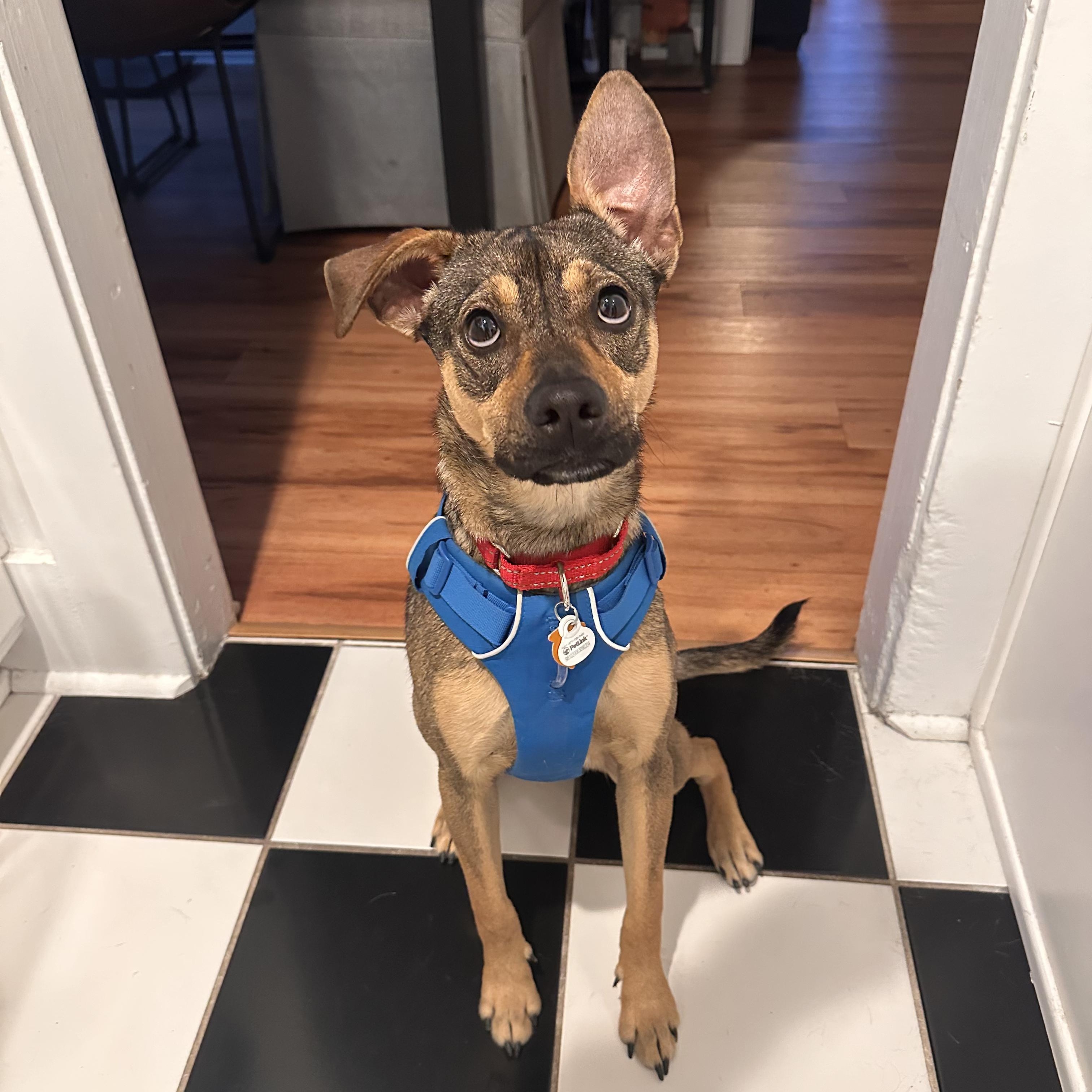 Enlarge Mort, a ADOPTABLE Mixed Breed in Los Angeles, CA image 1/5
