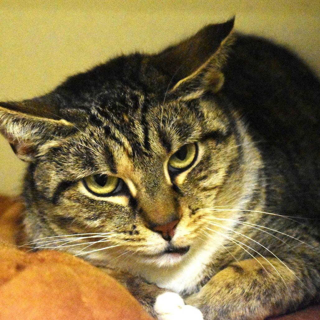 Alyssa, a Adoptable Domestic Short Hair in Waynesboro, PA image 1/4