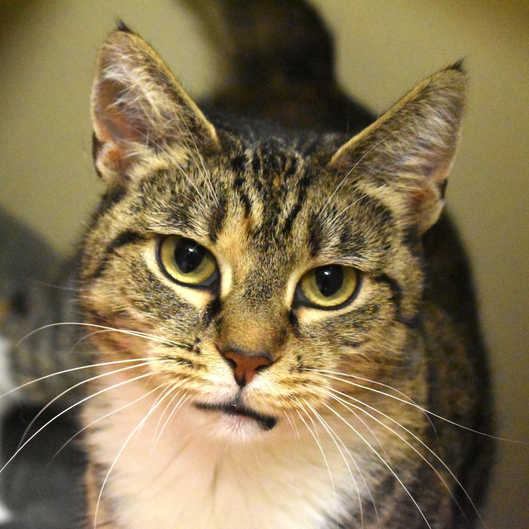 Alyssa, Adoptable, Adult Female Domestic Short Hair.