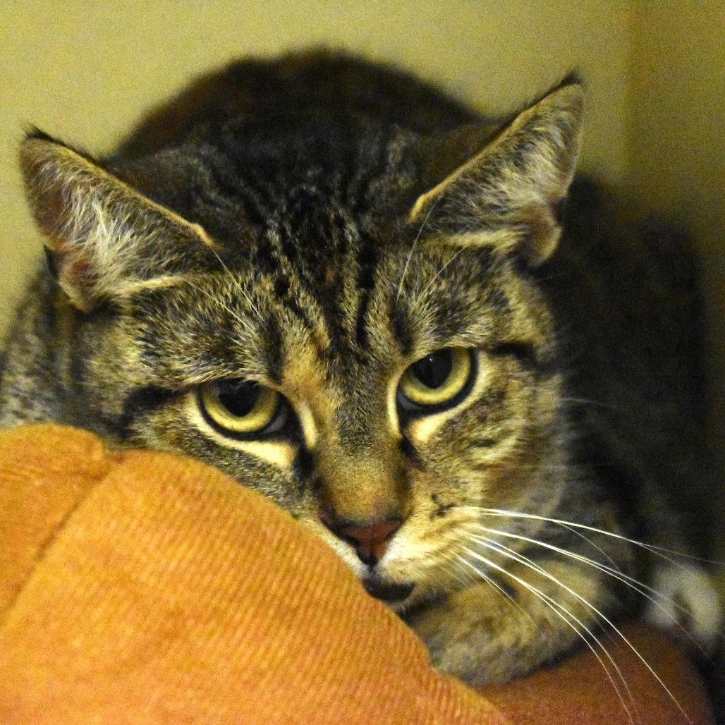 Alyssa, a Adoptable Domestic Short Hair in Waynesboro, PA image 3/4