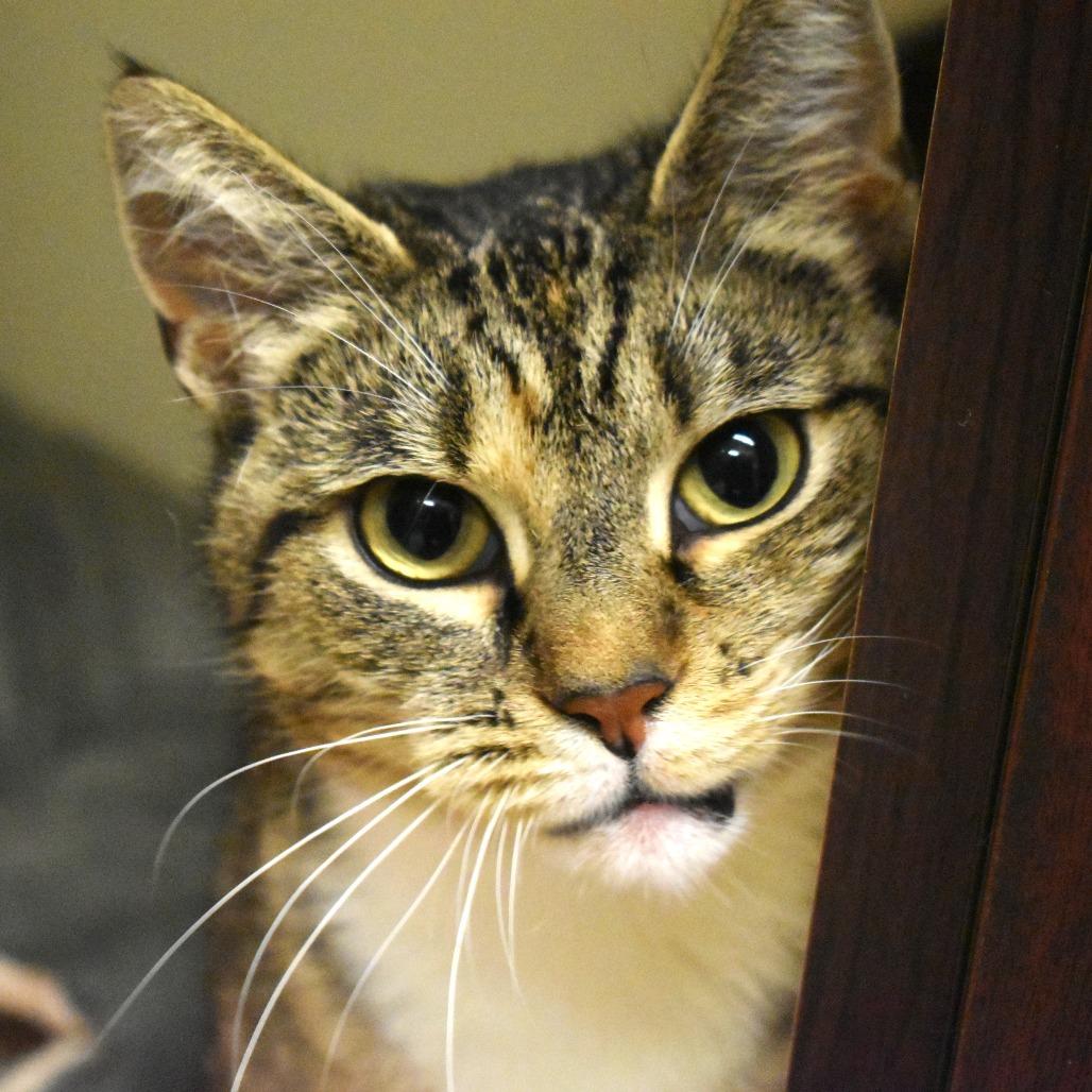 Alyssa, a Adoptable Domestic Short Hair in Waynesboro, PA image 4/4