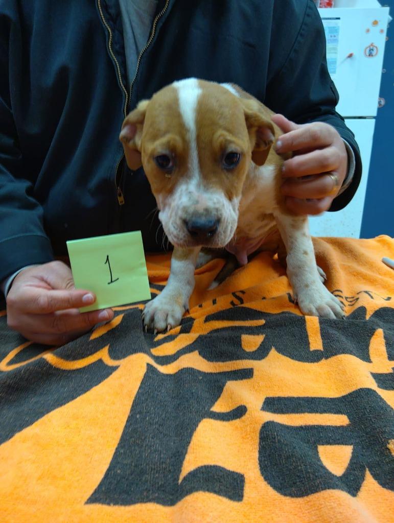 DUDLEY, Adoptable, Puppy Male Mixed Breed.