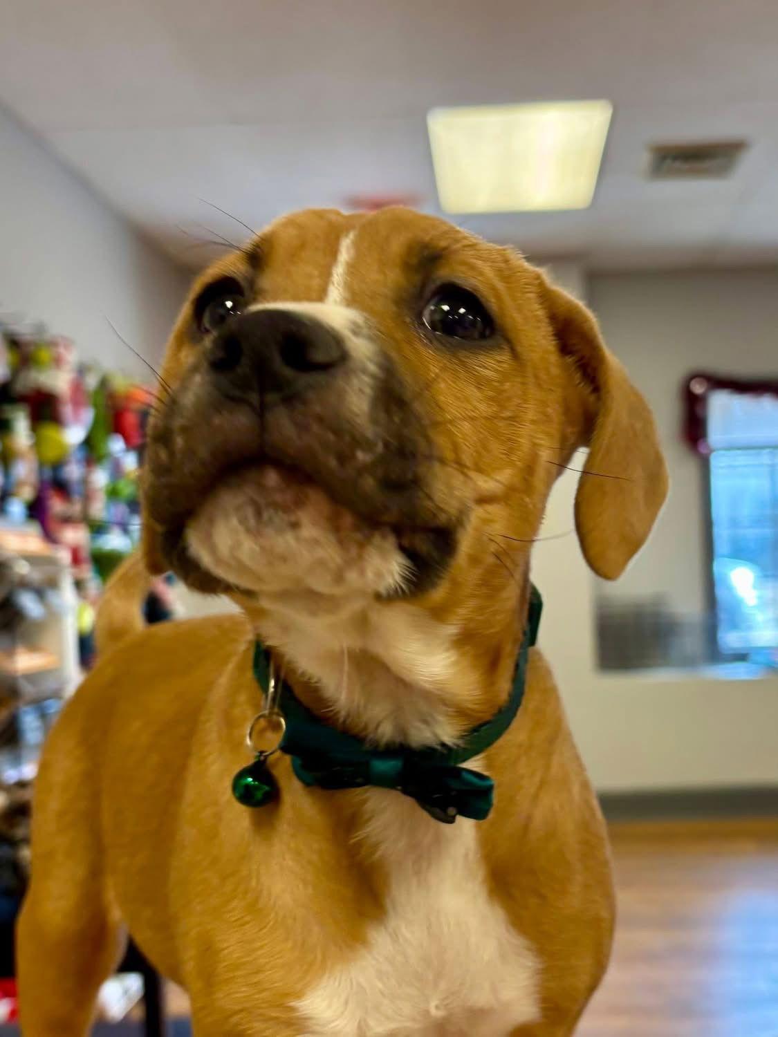 Tucker, a Adoptable mixed breed in Barnhart, MO image 2/3