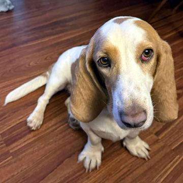 Enlarge PUMPKIN, a Adopted Basset Hound in Mays Landing, NJ image 1/3