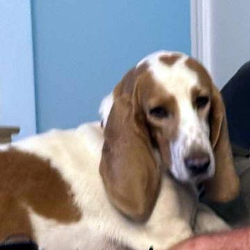 Enlarge PUMPKIN, a Adopted Basset Hound in Mays Landing, NJ image 3/3