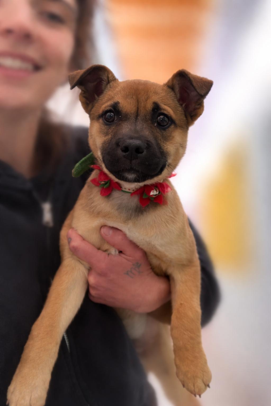 Wink, a ADOPTABLE Mixed Breed in Torrey, UT image 1/3