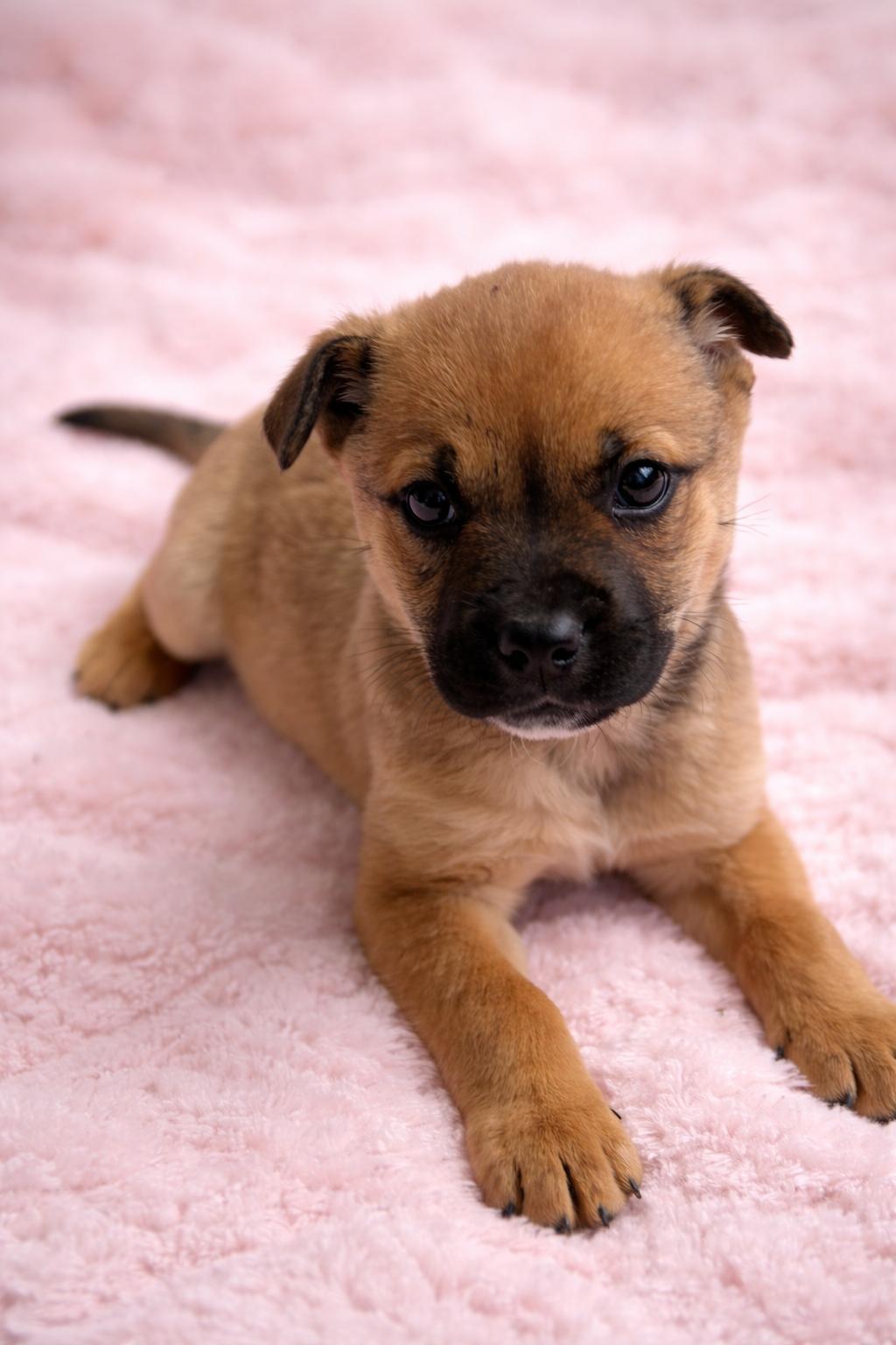 Wink, ADOPTABLE, Puppy Female Mixed Breed.