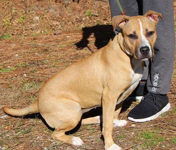 Luna, Adoptable, Adult Female Boxer.